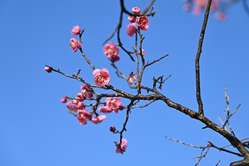 Ume (Japanese apricot) flower. The flowers are used for ornamental purposes and artistic culture, and the fruits are used for health foods such as 'Umeboshi'.