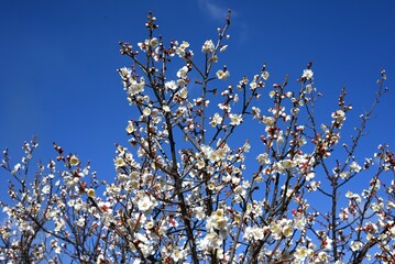 Ume (Japanese apricot) flower. The flowers are used for ornamental purposes and artistic culture, and the fruits are used for health foods such as 'Umeboshi'.