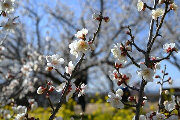 Ume (Japanese apricot) flower. The flowers are used for ornamental purposes and artistic culture, and the fruits are used for health foods such as 'Umeboshi'.