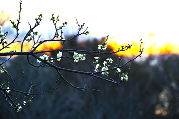 Ume (Japanese apricot) flower. The flowers are used for ornamental purposes and artistic culture, and the fruits are used for health foods such as 'Umeboshi'.