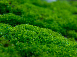 Fresh green moss for nature background