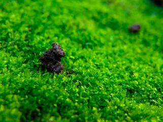 Fresh green moss for nature background