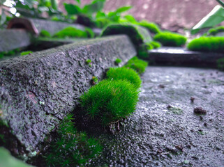 Green moss grows on the tile roof