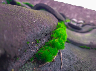 Green moss grows on the tile roof