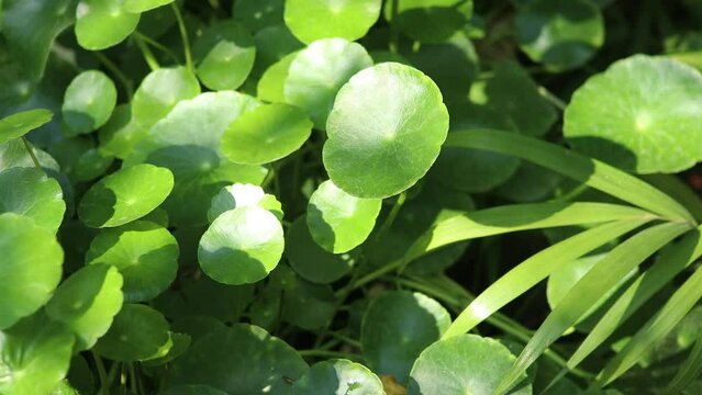Gotu kola tree or Asiatic pennywort or Indian pennywort
