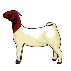 Young boar goat being shown at local goat show with brown head and halter