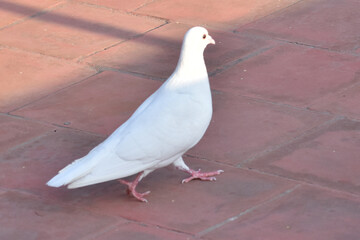 white pigeon on the ground
