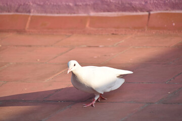 white dove in the park