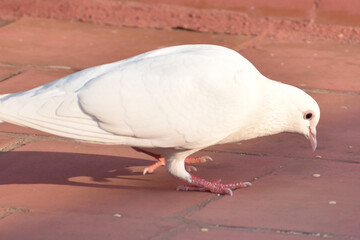 white doves in the park