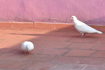 white dove in the park