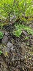 Forestrock