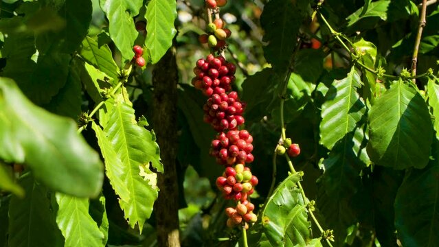 Beautiful Closeup View of Red Coffee Beans on Branch of Coffee Tree in an Agriculture Plantation in Indonesia In Sunlight