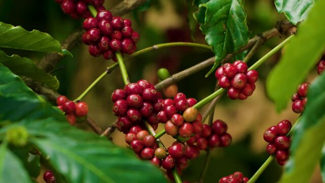 Coffee Tree Branch with Ripe Red Cherries - Close-up