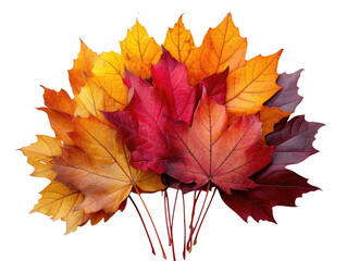 Colorful Autumn Leaves Bundle