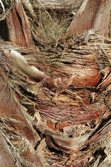 Close up textured abstract background of a brown palm tree trunk