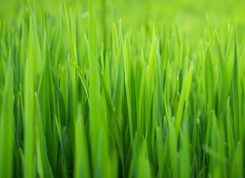 緑の草原のクローズアップ　AI画像