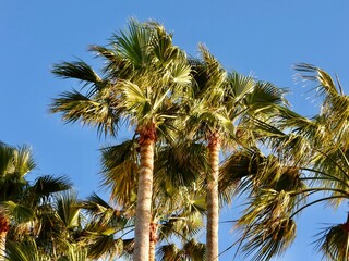 A drone photo of palm trees in the wind, Tampa Bay, Florida. © Anita Denunzio