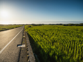 Road and Rice Fields in sunny day