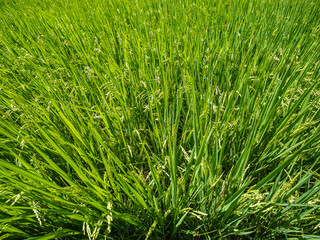 Fototapeta na wymiar Wide and green paddy field, Taiwan