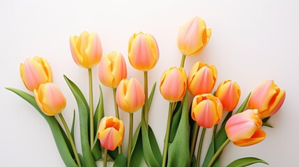 Vibrant tulips on a white background