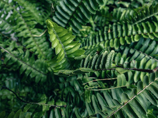 Beautiful fern leaves green in sunlight	