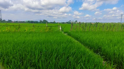 Gordijnen beautiful landscape of rice field or paddy field with cloudscape and blue sky background  © Nuwirana