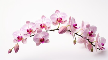 Fototapeta premium Orchid on white background