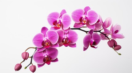 Naklejka na ściany i meble Orchid on white background