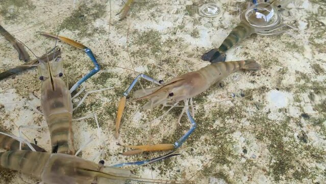Close-up Giant freshwater prawn  is raised in concrete ponds
