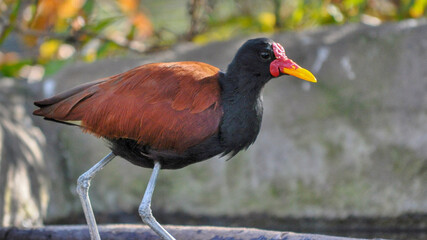 Jacana jacana