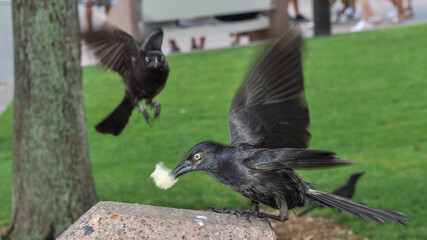 crow
