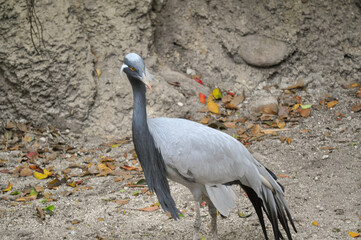 Demoiselle crane