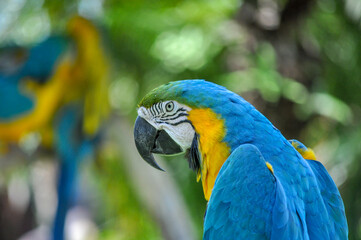 Parrots