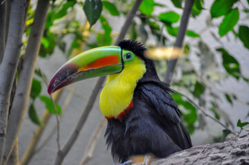 Toucan