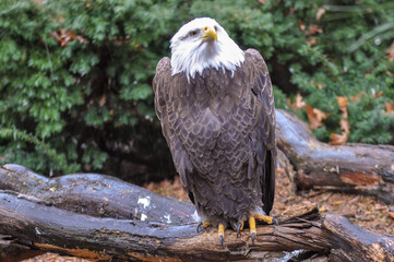 Bald Eagle