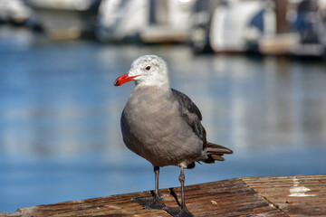 seagull