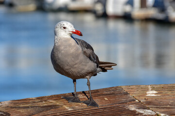 seagull