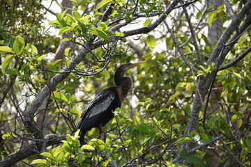 snake bird