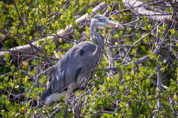 Great Blue Heron
