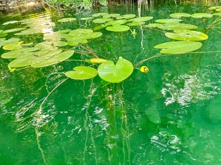 Water Lily on Green Water Lake in Bavaria
