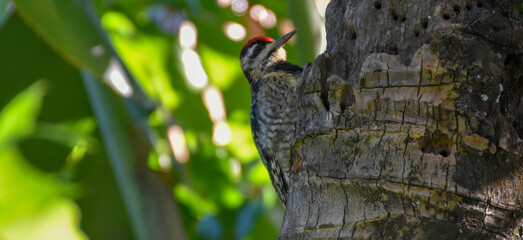 Woodpecker