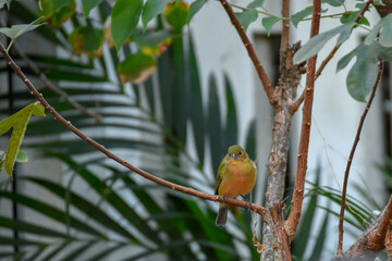 Painted Bunting