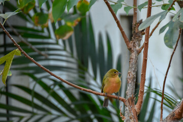 Painted Bunting