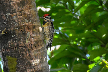 Woodpecker