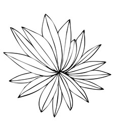 Botanical flower leaves line art illustration line art 