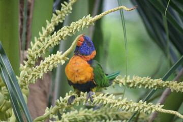 Rainbow lorikeet in my garden