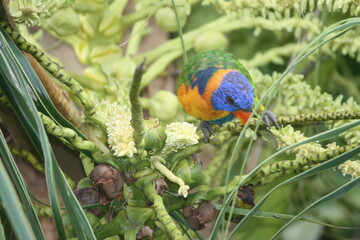 Rainbow lorikeet