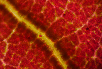 Plants cell texture.