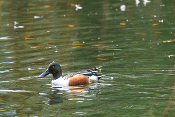 Left Side Portrait of a Male Northern Shoveler Duck Swimming on the Lagoon in Audubon Park