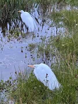 large white great egret with tail feathers wading in the swamp